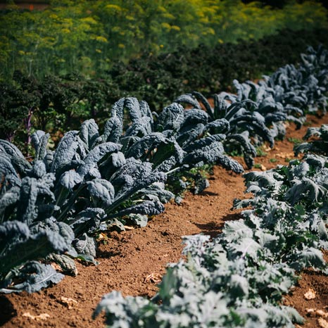 It Starts in the Soil